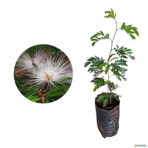 Muda de Caliandra de 20 a 60 cm Imagem Muda de Caliandra de 20 a 60 cm