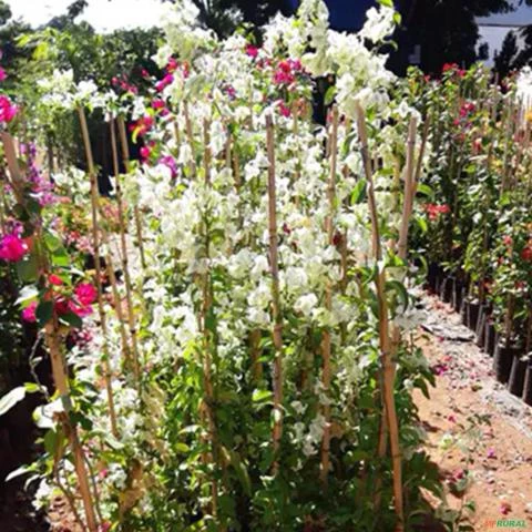 Muda de Primavera Altura de 1,0 m a 1,50