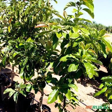 Muda De Abacate Avocado Produzindo Altura de 1,0 m a 1,5