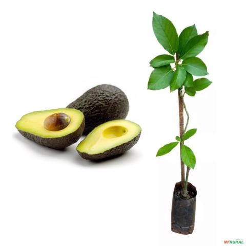 Muda de Abacate Avocado Enxertada Produzindo de 1 a 1,5 m Imagem Muda de Abacate Avocado Enxertada Produzindo de 1 a 1,5 m