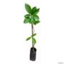 Muda de Abacate Avocado Enxertada Produzindo de 1 a 1,5 m Imagem Muda de Abacate Avocado Enxertada Produzindo de 1 a 1,5 m