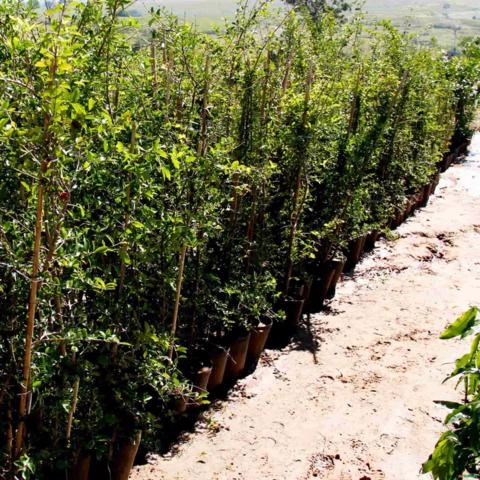 Muda de Acerola Produzindo Altura 1,0 m a 1,5 m