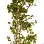 Muda de Acerola Produzindo Altura 1,0 m a 1,5 m