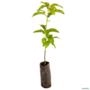 Muda de Abacate Margarida Enxertada de 40 a 80 cm Imagem Muda de Abacate Margarida Enxertada de 40 a 80 cm