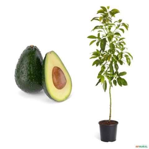 Muda de Abacate Manteiga Altura de 0,40 cm a 0,80 cm Imagem Muda de Abacate Manteiga Altura de 0,40 cm a 0,80 cm