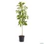 Muda de Abacate Manteiga Enxertada de 40 a 80 cm Imagem Muda de Abacate Manteiga Enxertada de 40 a 80 cm