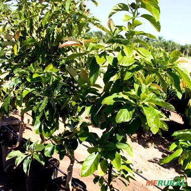 Muda de Abacate Margarida Produzindo Altura de 1,0 m