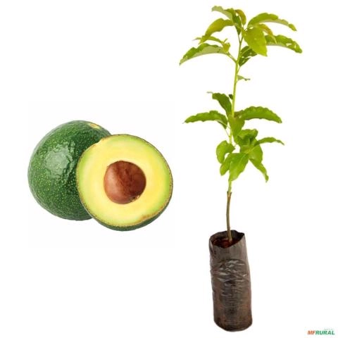 Muda de Abacate Margarida Produzindo de 1 a 1,5 m Imagem Muda de Abacate Margarida Produzindo de 1 a 1,5 m