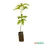 Muda de Abacate Margarida Produzindo de 1 a 1,5 m Imagem Muda de Abacate Margarida Produzindo de 1 a 1,5 m
