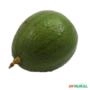 Muda de Abacate Margarida Produzindo de 1 a 1,5 m Imagem Muda de Abacate Margarida Produzindo de 1 a 1,5 m