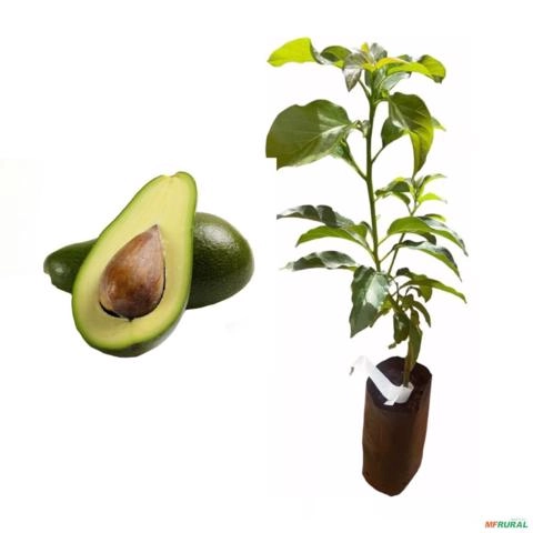 Muda de Abacate Quintal Enxertada de 40 a 80 cm Imagem Muda de Abacate Quintal Enxertada de 40 a 80 cm