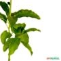Muda de Abacate Quintal Enxertada Produzindo de 1 a 1,5 m Imagem Muda de Abacate Quintal Enxertada Produzindo de 1 a 1,5 m