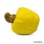 Muda de Caju Amarelo Produzindo de 1 a 1,5 m Imagem Muda de Caju Amarelo Produzindo de 1 a 1,5 m
