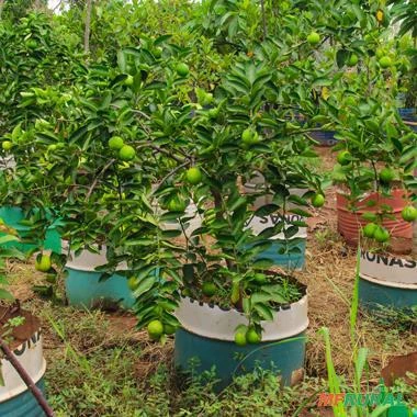 Muda de Limão Taiti Produzindo Altura de 1,0 m a 1,5 m