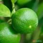 Muda de Limão Taiti Produzindo Altura de 1,0 m a 1,5 m