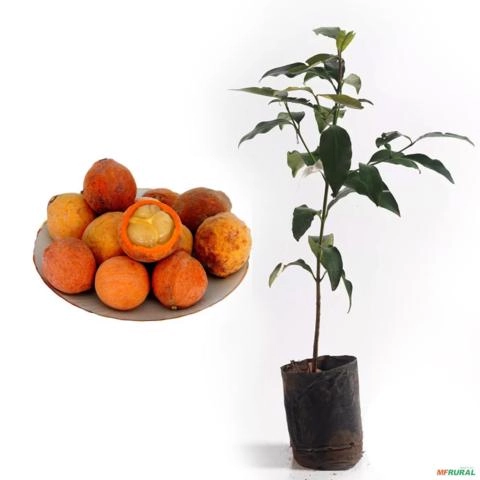 Muda de Bacupari Produzindo Altura 1,0 m a 1,5 m Imagem Muda de Bacupari Produzindo Altura 1,0 m a 1,5 m