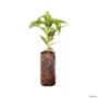 Muda de Café Bourbon de 15 a 30 cm Imagem Muda de Café Bourbon de 15 a 30 cm