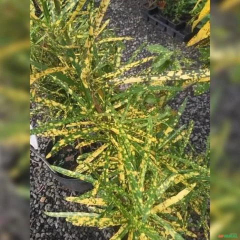 Muda de Croton Brasileirinho Altura de 0,40 cm a 0,80 cm