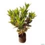 Muda de Croton Brasileirinho Altura de 0,40 cm a 0,80 cm Imagem Muda de Croton Brasileirinho Altura de 0,40 cm a 0,80 cm