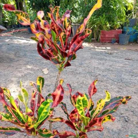 Imagem Muda De Croton Saca-rolha Altura de 0,40 cm a 0,80 cm Imagem Muda De Croton Saca-rolha Altura de 0,40 cm a 0,80 cm