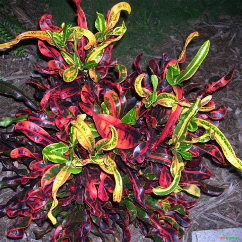 Imagem Muda De Croton Saca-rolha Altura de 0,40 cm a 0,80 cm Imagem Muda De Croton Saca-rolha Altura de 0,40 cm a 0,80 cm