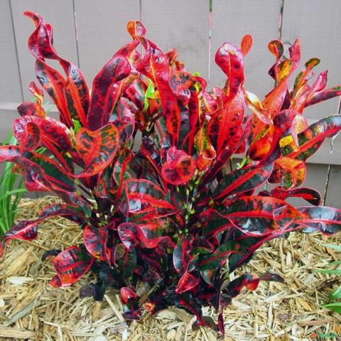 Imagem Muda De Croton Saca-rolha Altura de 0,40 cm a 0,80 cm Imagem Muda De Croton Saca-rolha Altura de 0,40 cm a 0,80 cm