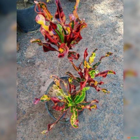 Imagem Muda De Croton Saca-rolha Altura de 0,40 cm a 0,80 cm Imagem Muda De Croton Saca-rolha Altura de 0,40 cm a 0,80 cm