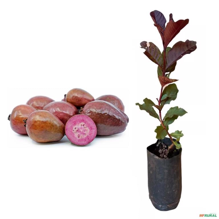 Muda de Goiaba Roxa Produzindo Altura 1,0 m a 1,5 m Imagem Muda de Goiaba Roxa Produzindo Altura 1,0 m a 1,5 m