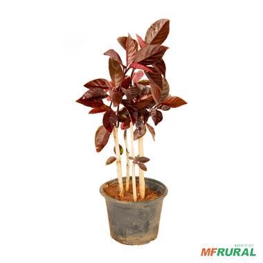 Imagem Muda de Goiaba Roxa Produzindo Altura 1,0 m a 1,5 m Imagem Muda de Goiaba Roxa Produzindo Altura 1,0 m a 1,5 m