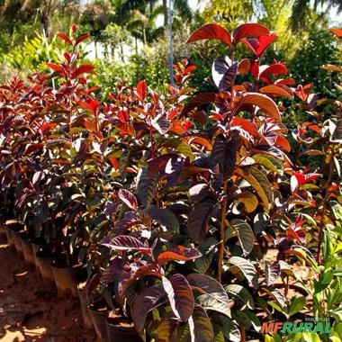 Imagem Muda de Goiaba Roxa Produzindo Altura 1,0 m a 1,5 m Imagem Muda de Goiaba Roxa Produzindo Altura 1,0 m a 1,5 m