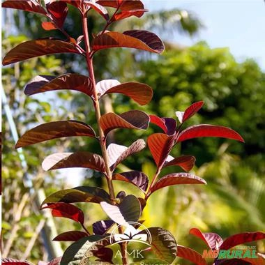 Imagem Muda de Goiaba Roxa Produzindo Altura 1,0 m a 1,5 m Imagem Muda de Goiaba Roxa Produzindo Altura 1,0 m a 1,5 m