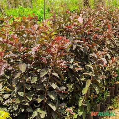 Imagem Muda de Goiaba Roxa Produzindo Altura 1,0 m a 1,5 m Imagem Muda de Goiaba Roxa Produzindo Altura 1,0 m a 1,5 m