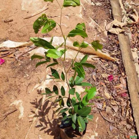 Imagem Muda De Copaíba (Propri. Medicinais) Altura 0,40 cm a 0,80cm Imagem Muda De Copaíba (Propri. Medicinais) Altura 0,40 cm a 0,80cm