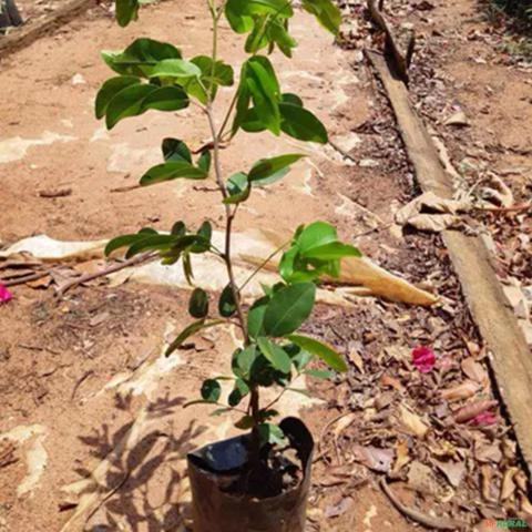 Imagem Muda De Copaíba (Propri. Medicinais) Altura 0,40 cm a 0,80cm Imagem Muda De Copaíba (Propri. Medicinais) Altura 0,40 cm a 0,80cm