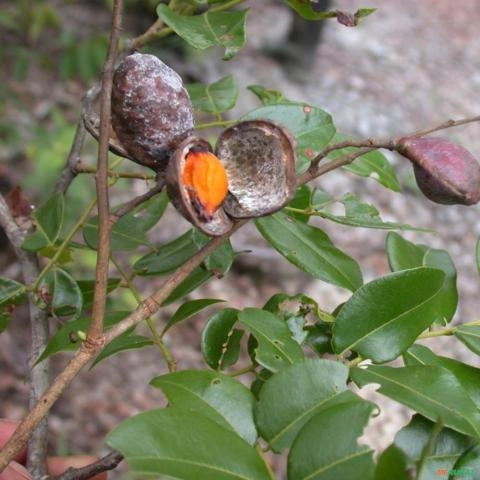 Imagem Muda De Copaíba (Propri. Medicinais) Altura 0,40 cm a 0,80cm Imagem Muda De Copaíba (Propri. Medicinais) Altura 0,40 cm a 0,80cm