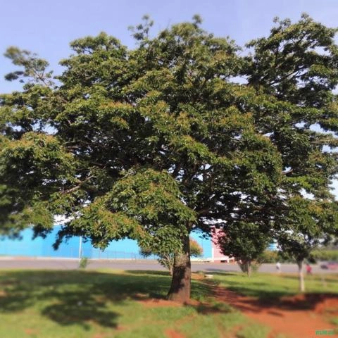 Imagem Muda De Copaíba (Propri. Medicinais) Altura 0,40 cm a 0,80cm Imagem Muda De Copaíba (Propri. Medicinais) Altura 0,40 cm a 0,80cm