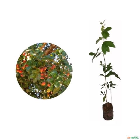 Muda de Copaíba (Planta Medicinal) de 40 a 80 cm Imagem Muda de Copaíba (Planta Medicinal) de 40 a 80 cm