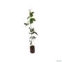 Muda de Copaíba (Planta Medicinal) de 40 a 80 cm Imagem Muda de Copaíba (Planta Medicinal) de 40 a 80 cm