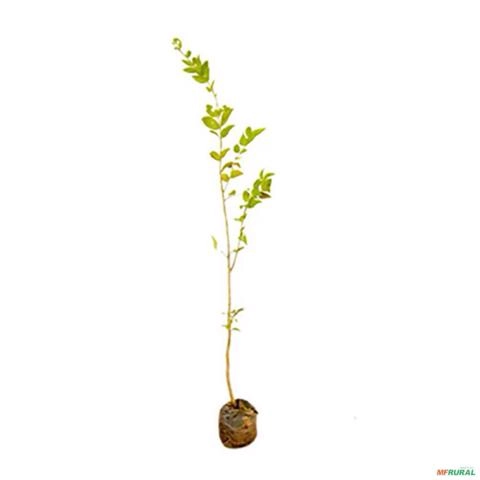 Muda de Dedaleira de 1 a 1,5 m Imagem Muda de Dedaleira de 1 a 1,5 m