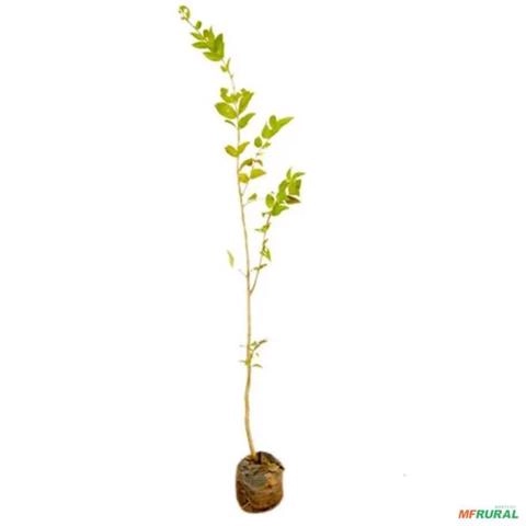 Muda de Dedaleira de 40 a 80 cm Imagem Muda de Dedaleira de 40 a 80 cm