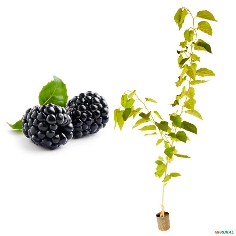 Muda de Amora Italiana Produzindo Altura de 1,0 m a 1,5 M Imagem Muda de Amora Italiana Produzindo Altura de 1,0 m a 1,5 M