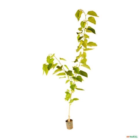 Imagem Muda de Amora Italiana Produzindo Altura de 1,0 m a 1,5 M Imagem Muda de Amora Italiana Produzindo Altura de 1,0 m a 1,5 M