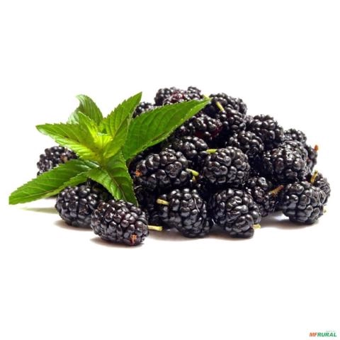 Imagem Muda de Amora Italiana Produzindo Altura de 1,0 m a 1,5 M Imagem Muda de Amora Italiana Produzindo Altura de 1,0 m a 1,5 M