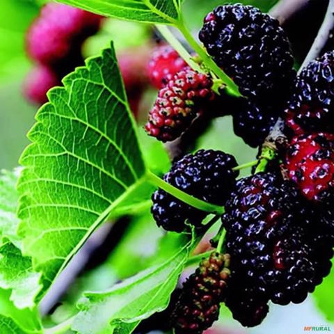 Imagem Muda de Amora Italiana Produzindo Altura de 1,0 m a 1,5 M Imagem Muda de Amora Italiana Produzindo Altura de 1,0 m a 1,5 M