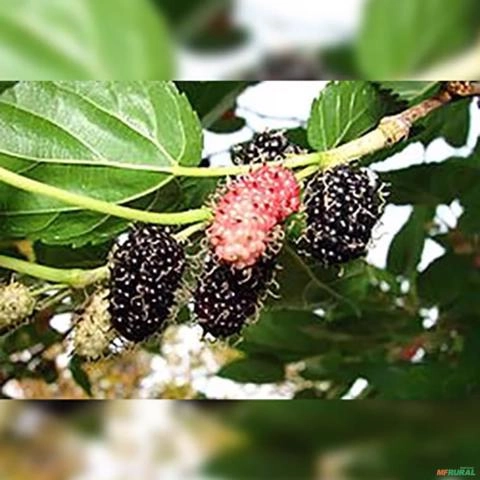 Imagem Muda de Amora Italiana Produzindo Altura de 1,0 m a 1,5 M Imagem Muda de Amora Italiana Produzindo Altura de 1,0 m a 1,5 M