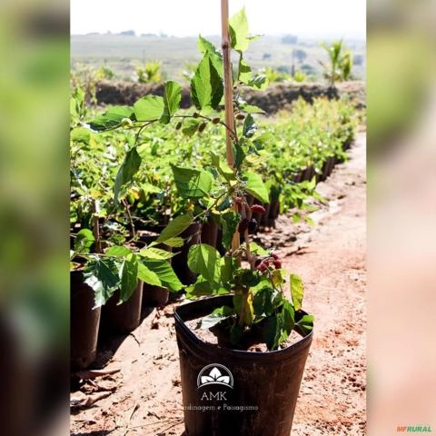 Imagem Muda de Amora Italiana Produzindo Altura de 1,0 m a 1,5 M Imagem Muda de Amora Italiana Produzindo Altura de 1,0 m a 1,5 M