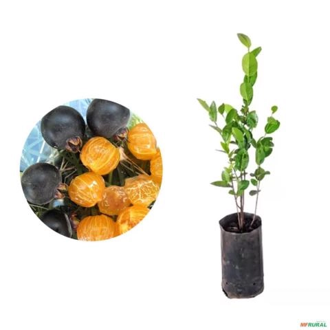 Muda de Guabijú Altura de 0,40 cm a 0,80 cm Imagem Muda de Guabijú Altura de 0,40 cm a 0,80 cm