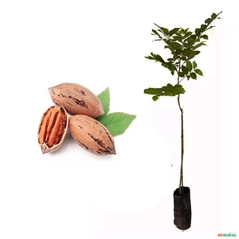 Muda de Noz Pecã Altura de 0,40 cm a 0,80 cm Imagem Muda de Noz Pecã Altura de 0,40 cm a 0,80 cm