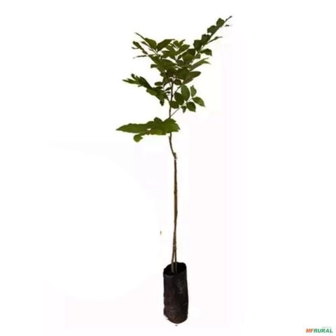 Imagem Muda de Noz Pecã Altura de 0,40 cm a 0,80 cm Imagem Muda de Noz Pecã Altura de 0,40 cm a 0,80 cm