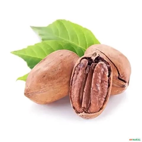 Imagem Muda de Noz Pecã Altura de 0,40 cm a 0,80 cm Imagem Muda de Noz Pecã Altura de 0,40 cm a 0,80 cm